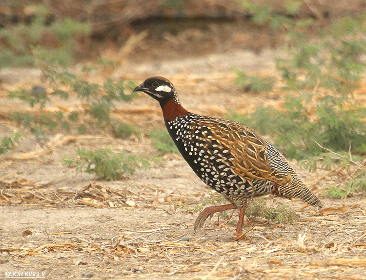   Black Francolin Francolinus francolinus , Beit Shean valley ,Israel.26-11-10.Lior Kislev               